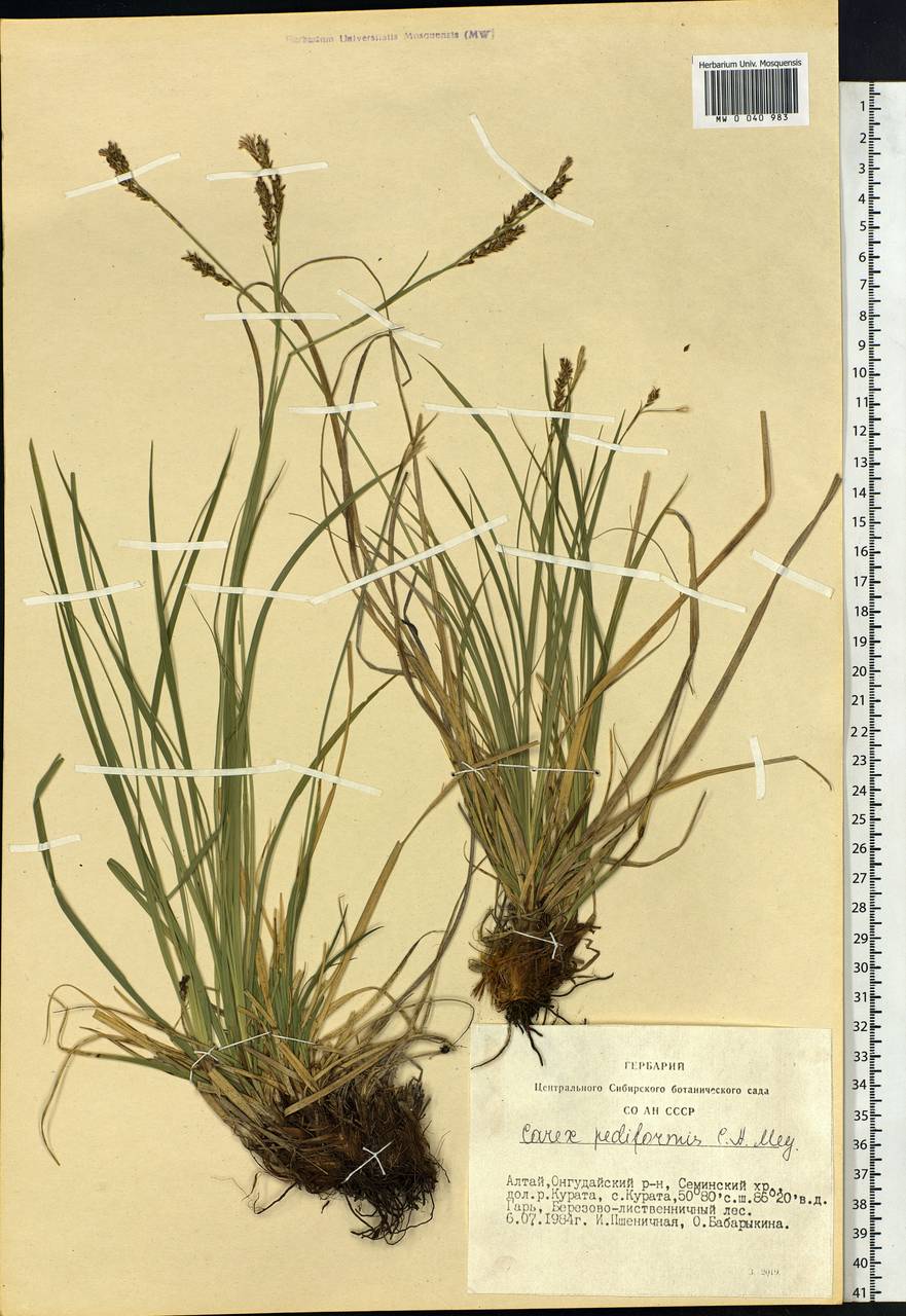 Carex pediformis C.A.Mey., Siberia, Altai & Sayany Mountains (S2) (Russia)