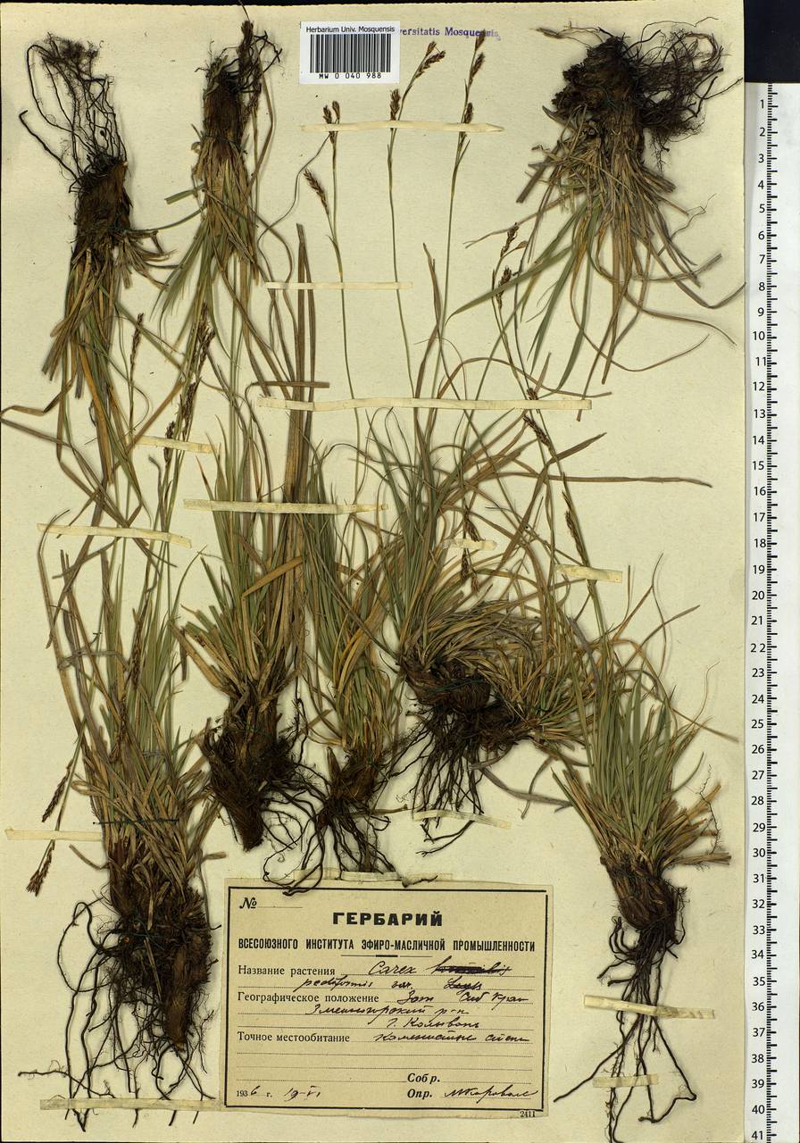 Carex pediformis C.A.Mey., Siberia, Altai & Sayany Mountains (S2) (Russia)