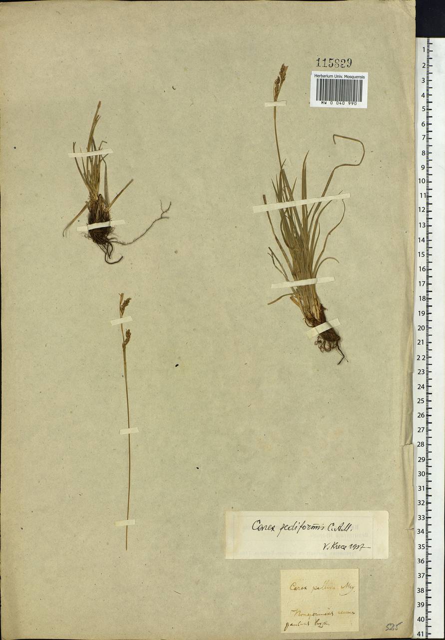 Carex pediformis C.A.Mey., Siberia (no precise locality) (S0) (Russia)