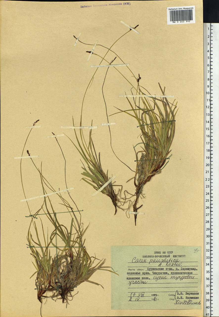 Carex oxyandra var. pauzhetica (A.E.Kozhevn.) A.E.Kozhevn., Siberia, Russian Far East (S6) (Russia)