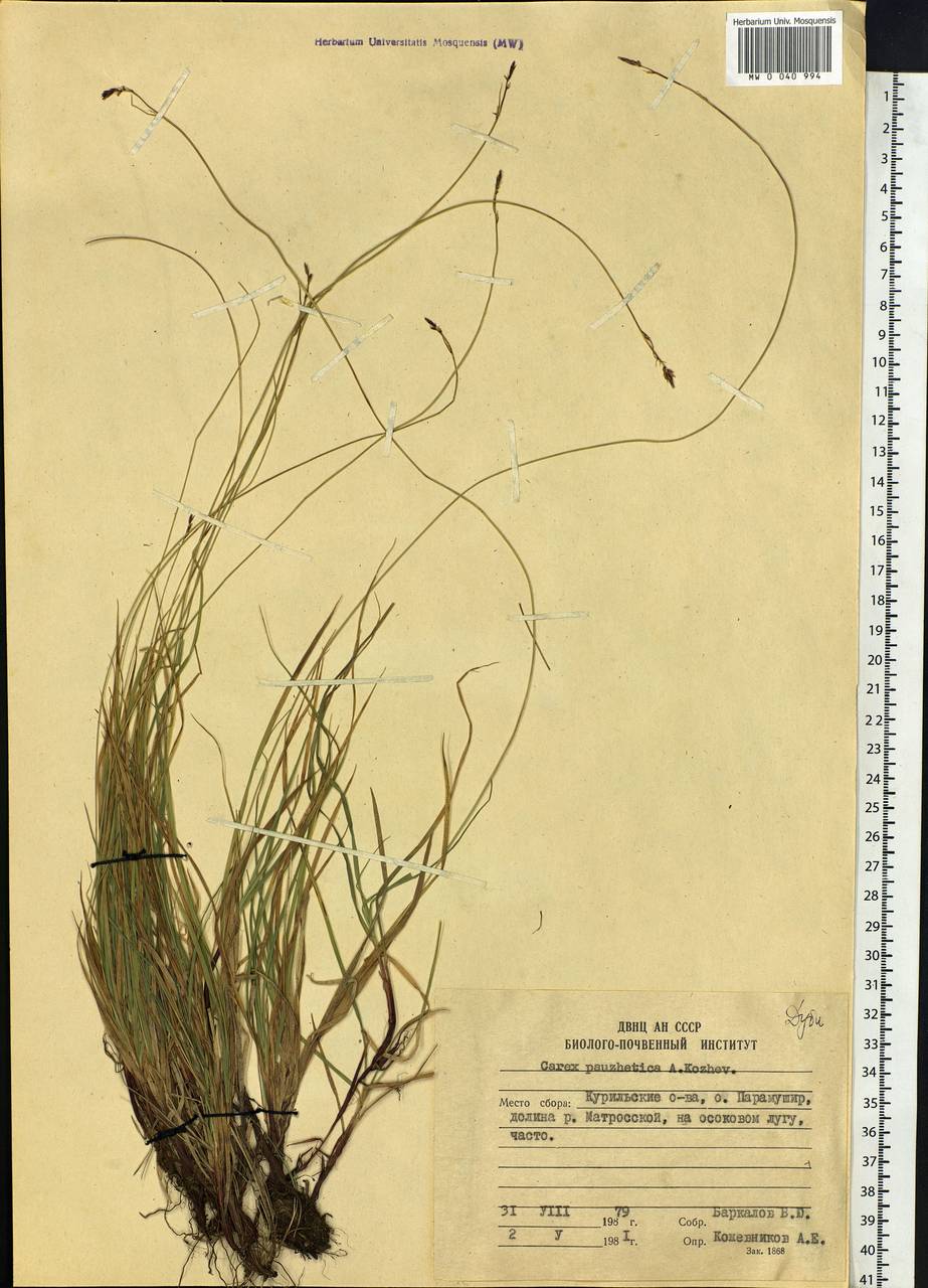 Carex oxyandra var. pauzhetica (A.E.Kozhevn.) A.E.Kozhevn., Siberia, Russian Far East (S6) (Russia)