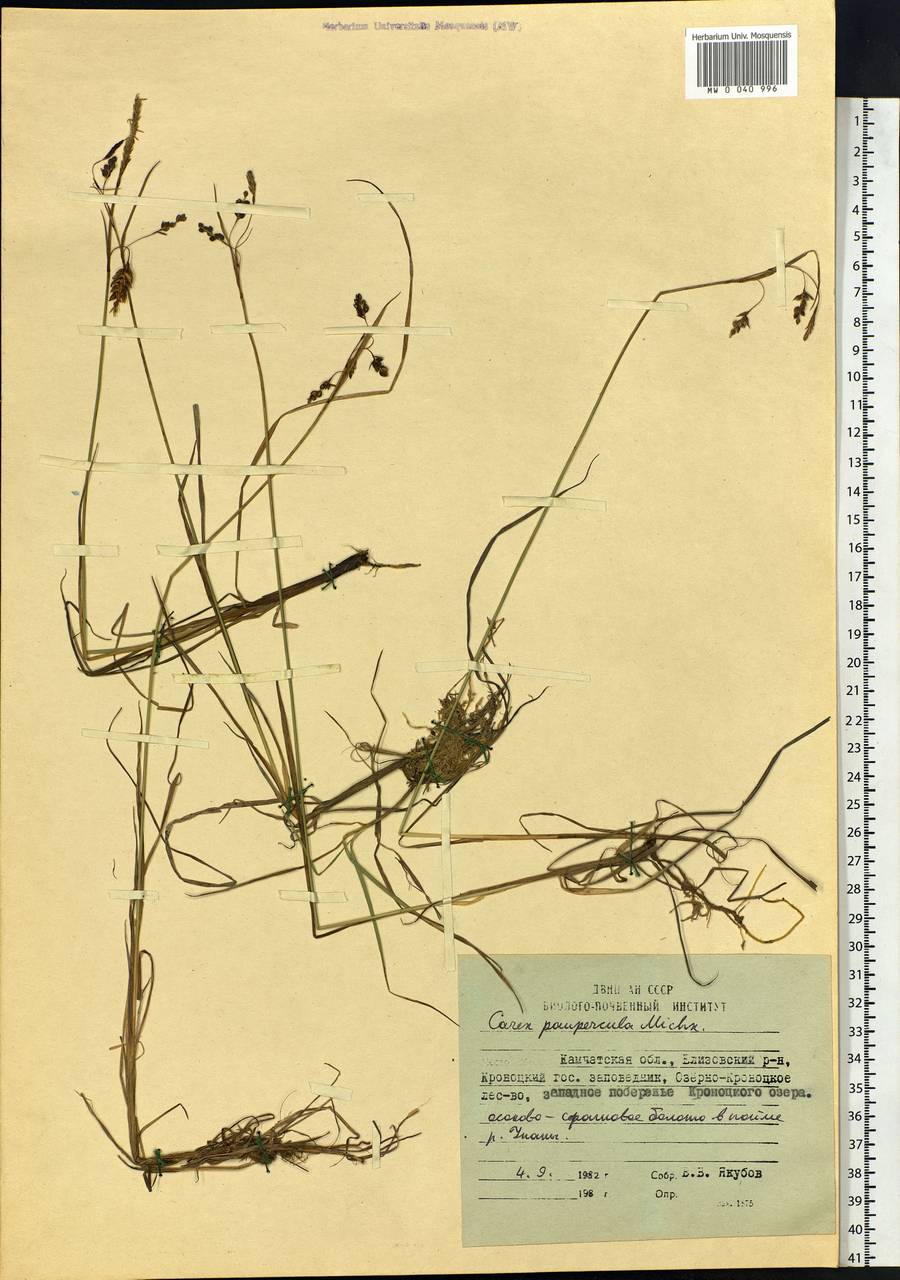 Carex magellanica subsp. irrigua (Wahlenb.) Hiitonen, Siberia, Chukotka & Kamchatka (S7) (Russia)