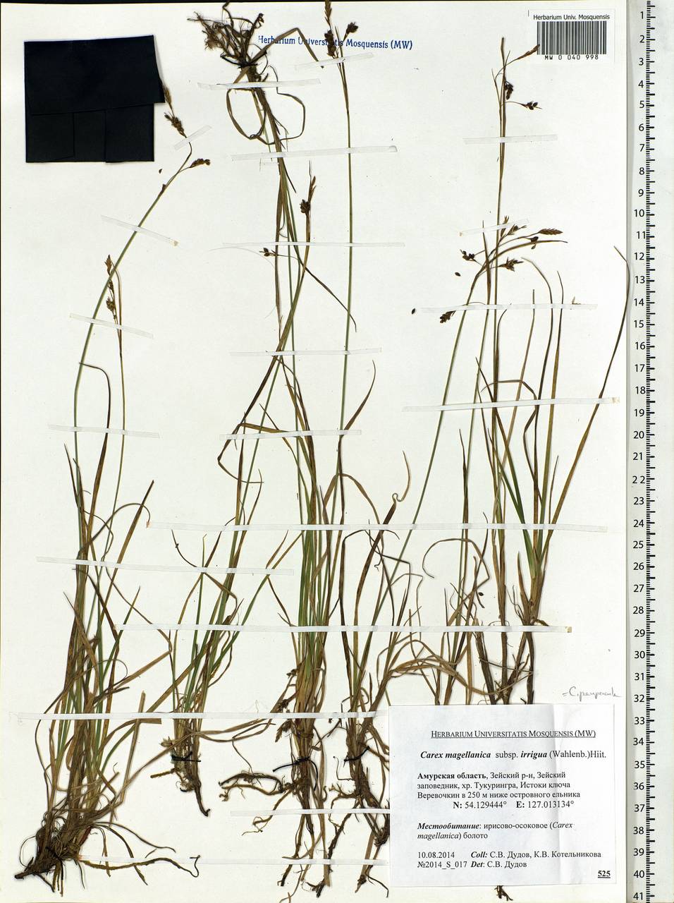 Carex magellanica subsp. irrigua (Wahlenb.) Hiitonen, Siberia, Russian Far East (S6) (Russia)