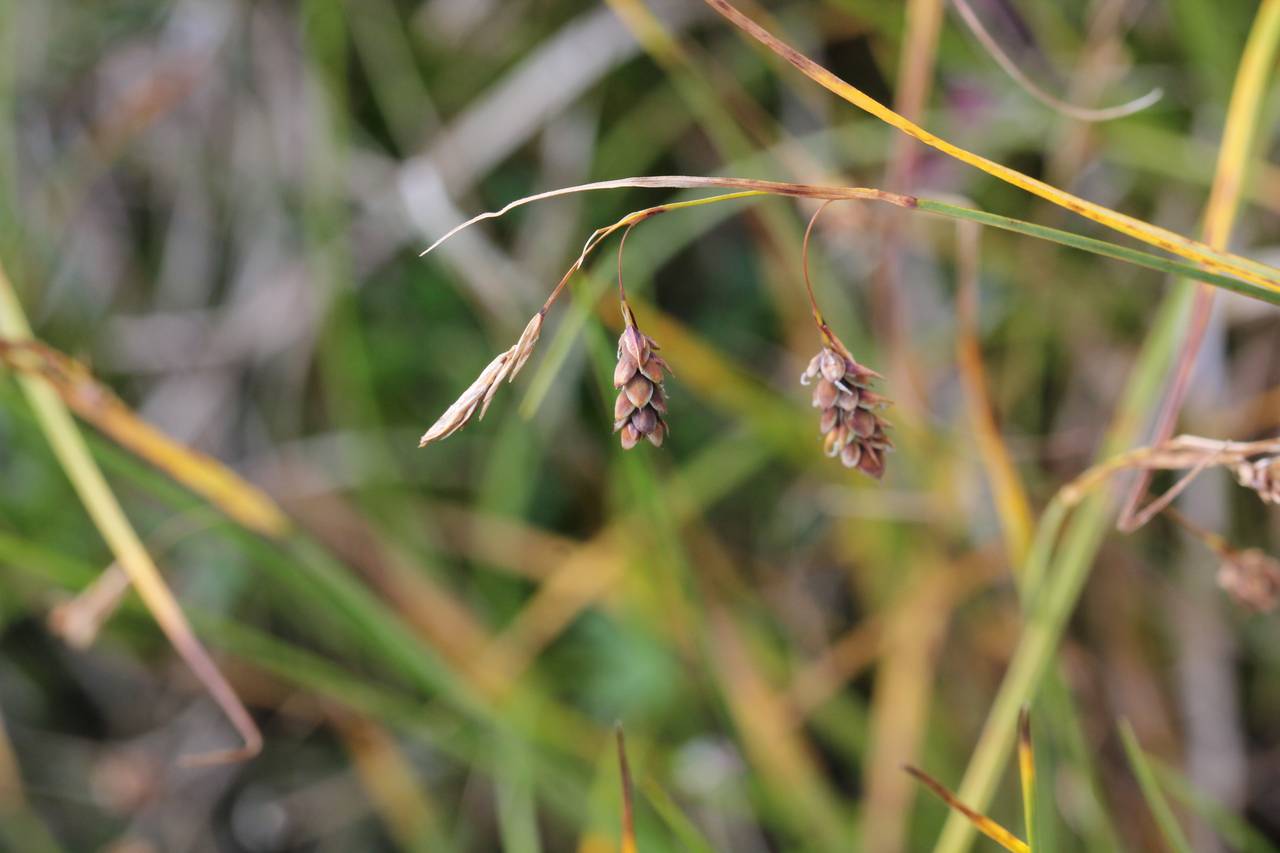 Carex magellanica subsp. irrigua (Wahlenb.) Hiitonen, Siberia, Russian Far East (S6) (Russia)