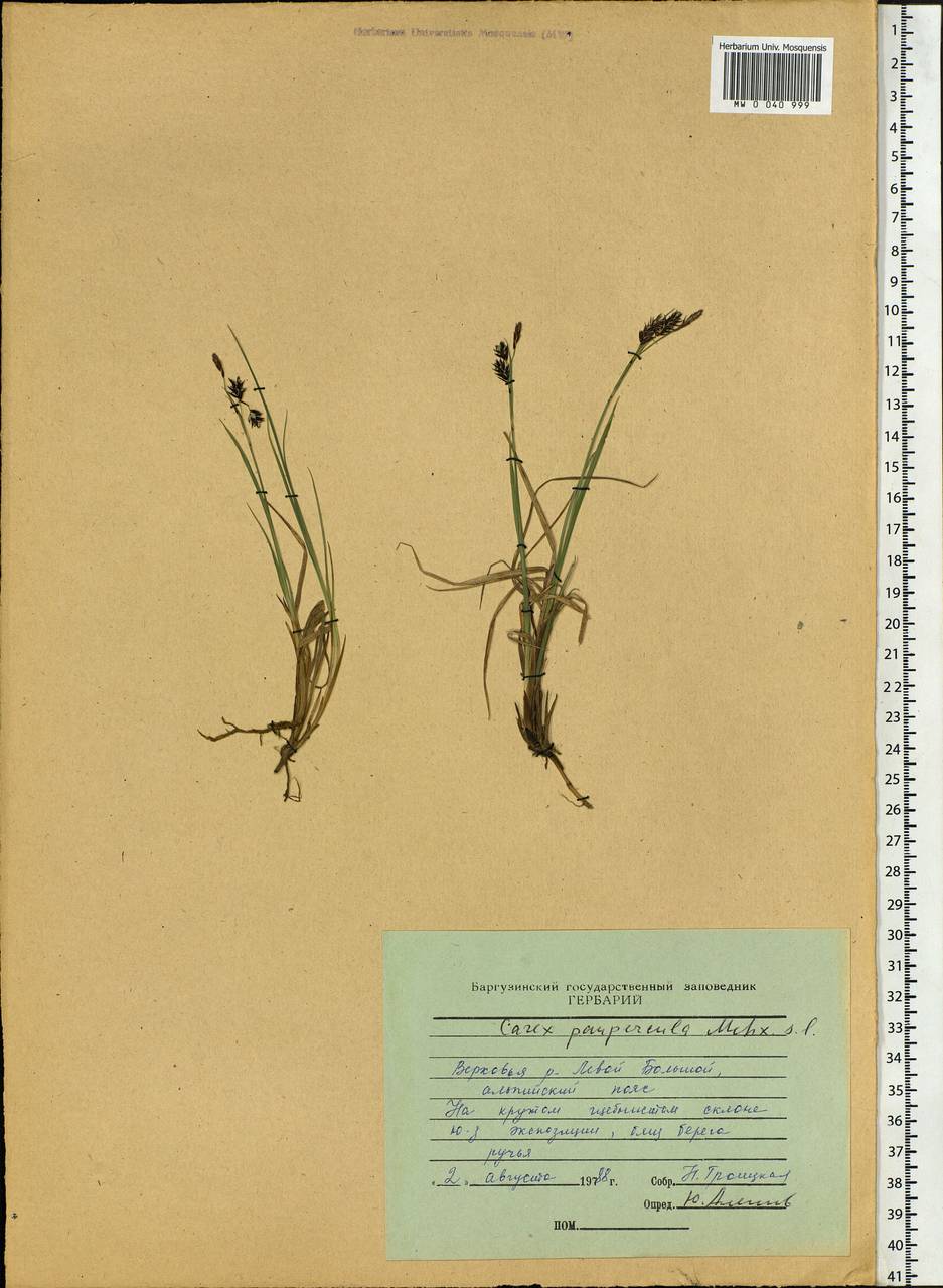 Carex magellanica subsp. irrigua (Wahlenb.) Hiitonen, Siberia, Baikal & Transbaikal region (S4) (Russia)