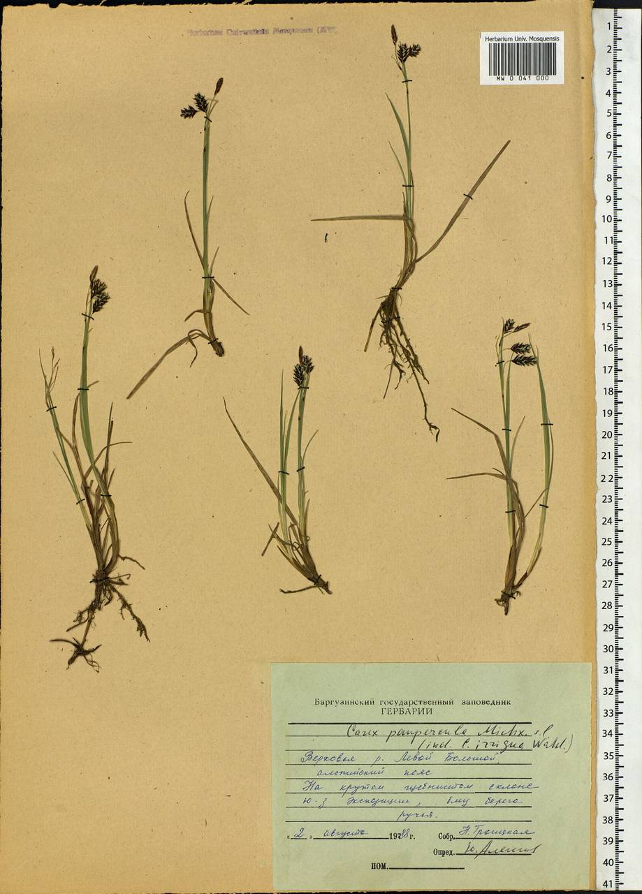 Carex magellanica subsp. irrigua (Wahlenb.) Hiitonen, Siberia, Baikal & Transbaikal region (S4) (Russia)