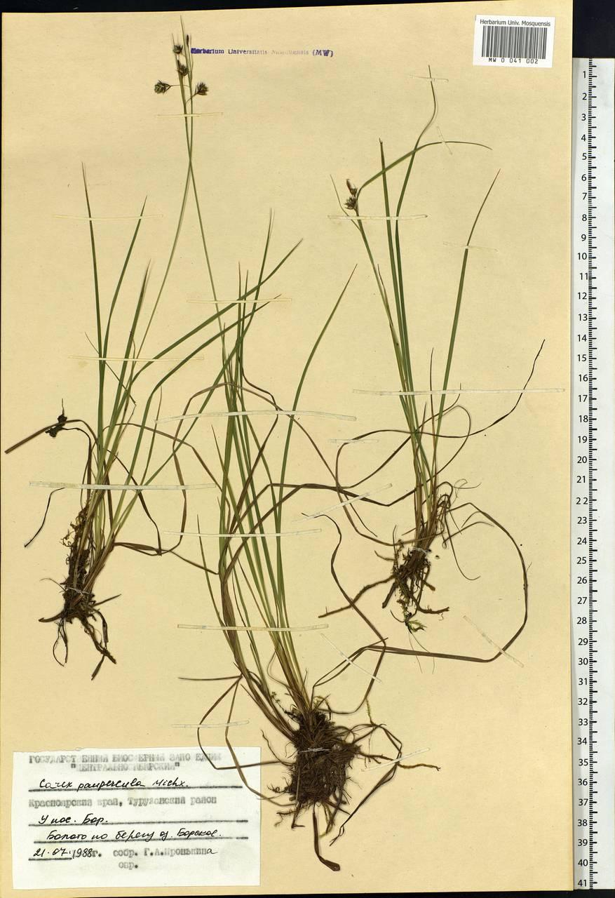 Carex magellanica subsp. irrigua (Wahlenb.) Hiitonen, Siberia, Central Siberia (S3) (Russia)