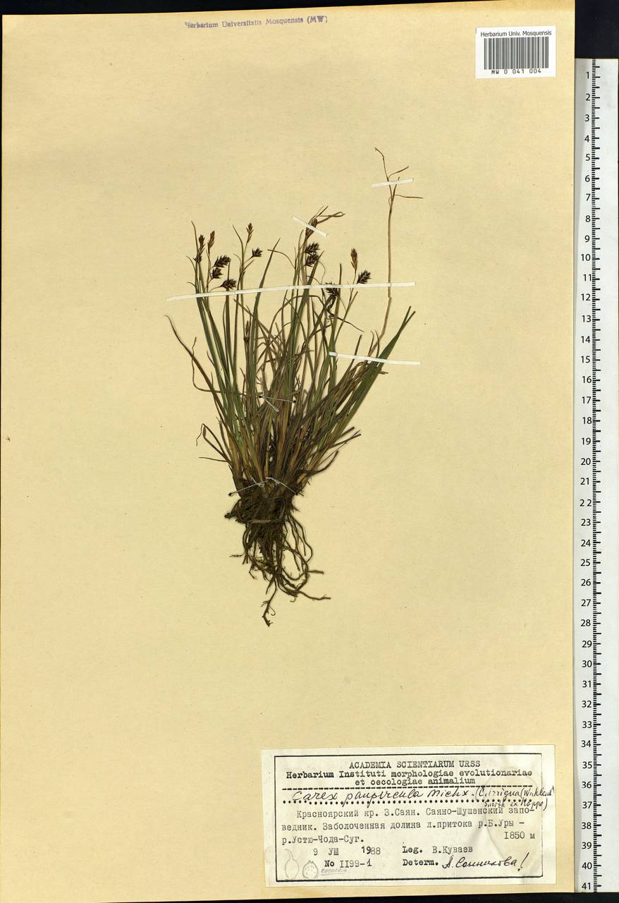 Carex magellanica subsp. irrigua (Wahlenb.) Hiitonen, Siberia, Altai & Sayany Mountains (S2) (Russia)