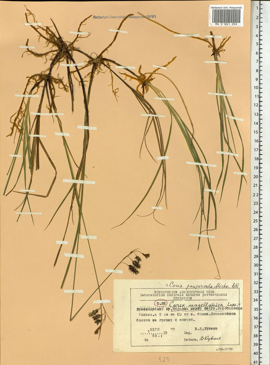 Carex magellanica subsp. irrigua (Wahlenb.) Hiitonen, Siberia, Central Siberia (S3) (Russia)