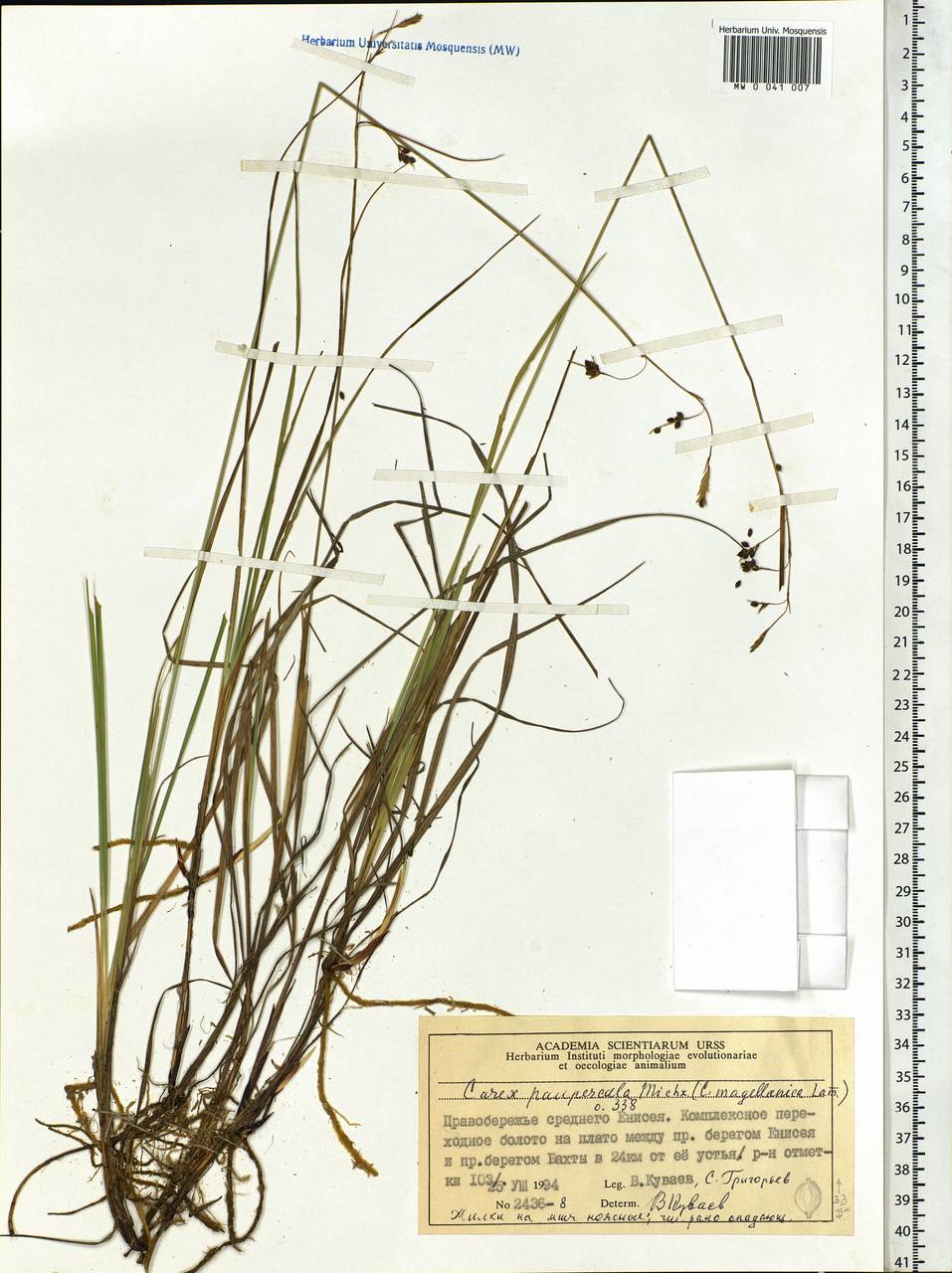 Carex magellanica subsp. irrigua (Wahlenb.) Hiitonen, Siberia, Central Siberia (S3) (Russia)