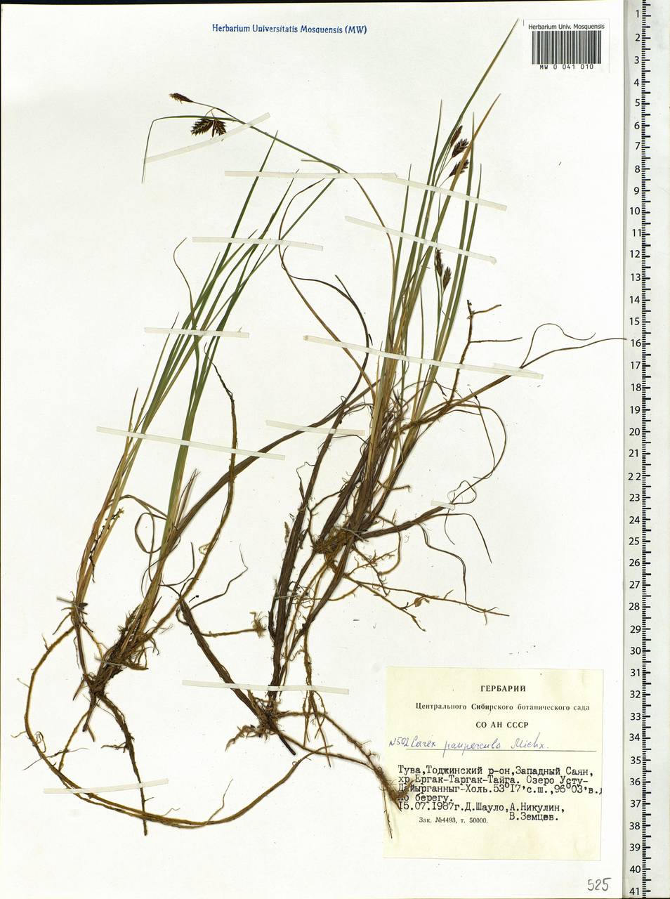 Carex magellanica subsp. irrigua (Wahlenb.) Hiitonen, Siberia, Altai & Sayany Mountains (S2) (Russia)