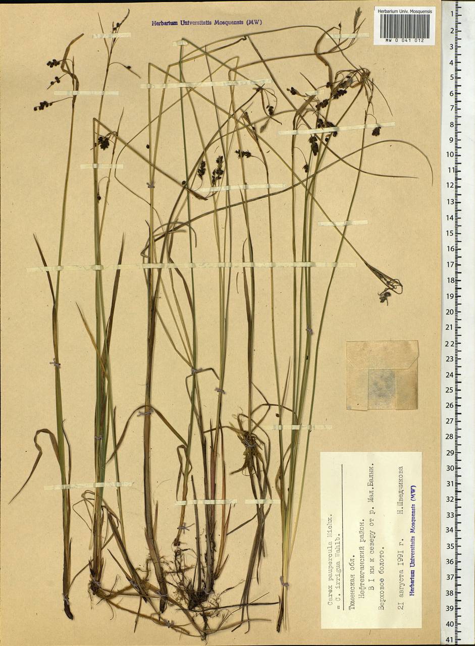 Carex magellanica subsp. irrigua (Wahlenb.) Hiitonen, Siberia, Western Siberia (S1) (Russia)