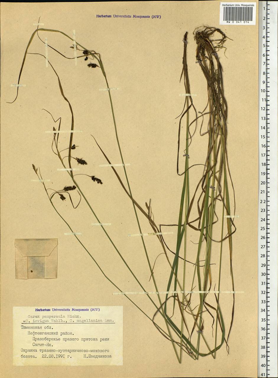 Carex magellanica subsp. irrigua (Wahlenb.) Hiitonen, Siberia, Western Siberia (S1) (Russia)