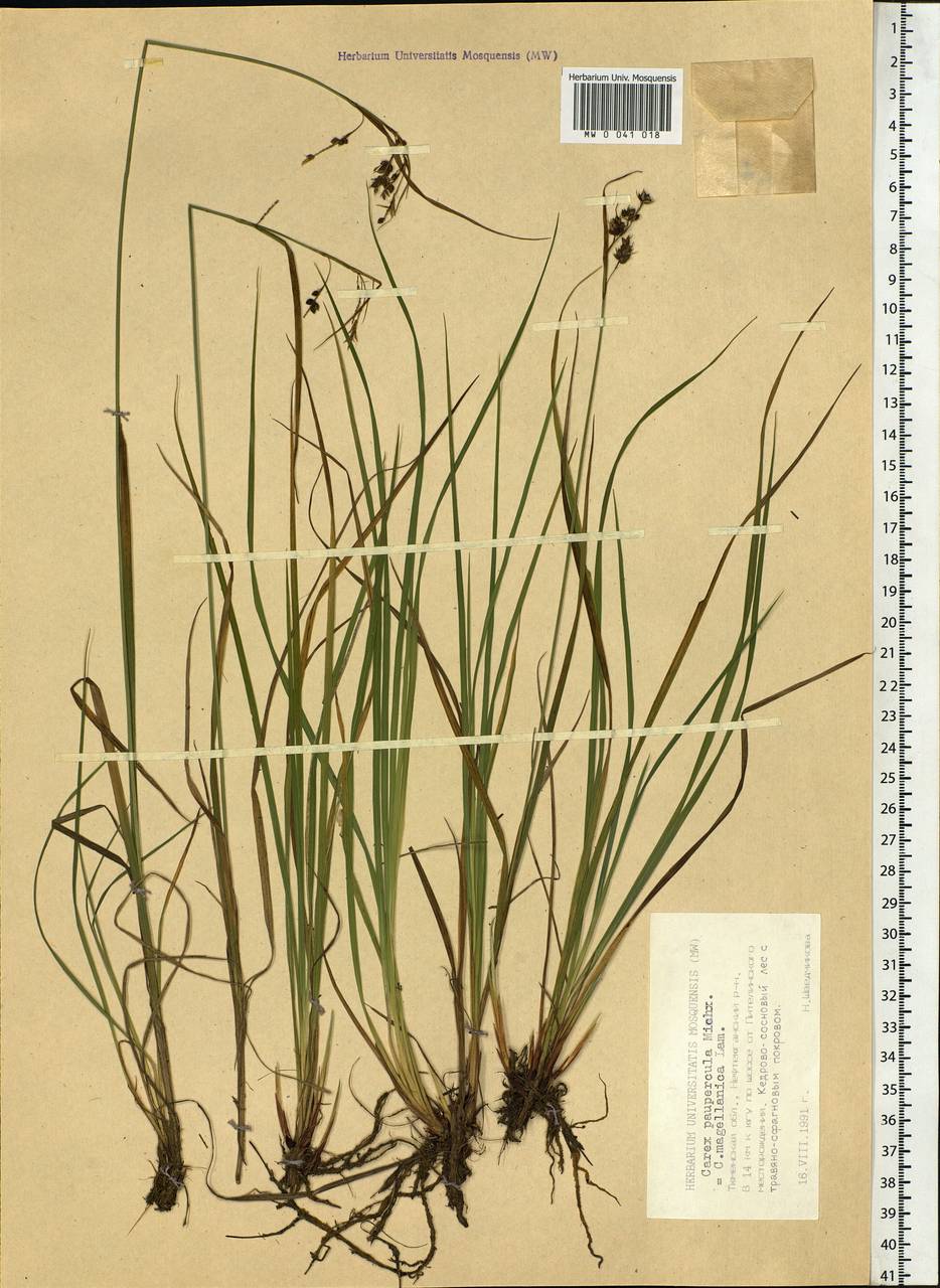 Carex magellanica subsp. irrigua (Wahlenb.) Hiitonen, Siberia, Western Siberia (S1) (Russia)
