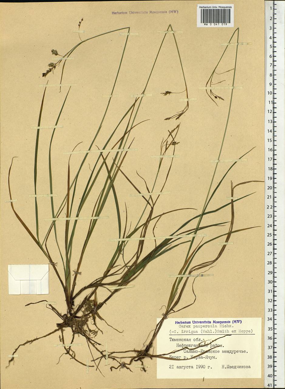 Carex magellanica subsp. irrigua (Wahlenb.) Hiitonen, Siberia, Western Siberia (S1) (Russia)
