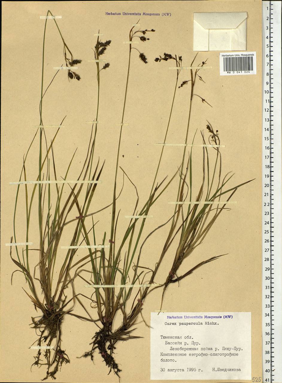 Carex magellanica subsp. irrigua (Wahlenb.) Hiitonen, Siberia, Western Siberia (S1) (Russia)