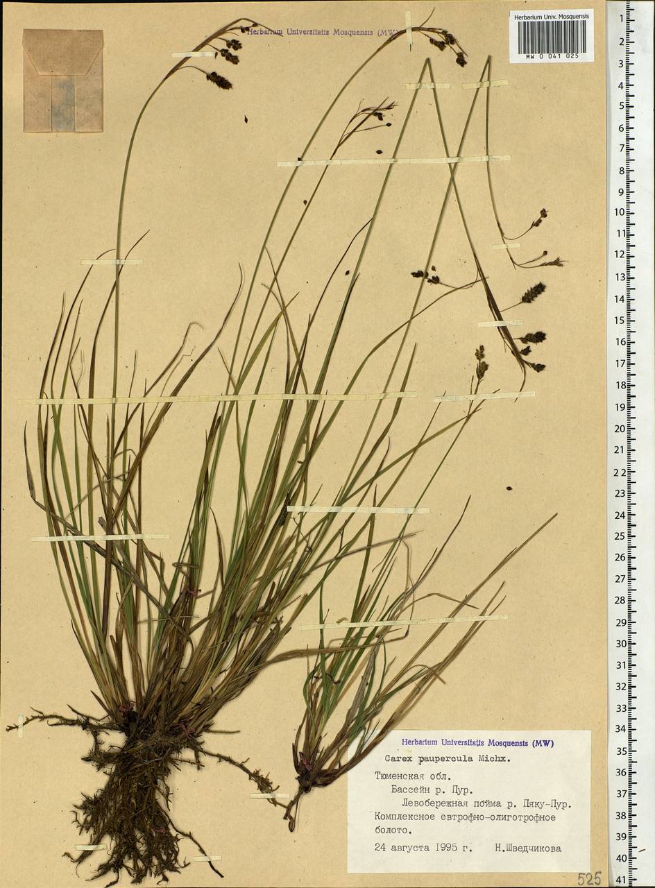 Carex magellanica subsp. irrigua (Wahlenb.) Hiitonen, Siberia, Western Siberia (S1) (Russia)