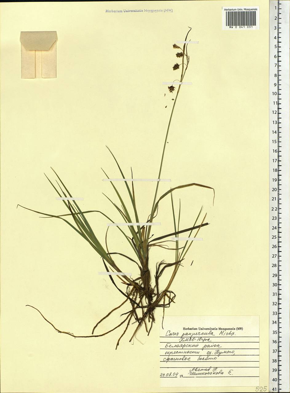 Carex magellanica subsp. irrigua (Wahlenb.) Hiitonen, Siberia, Western Siberia (S1) (Russia)