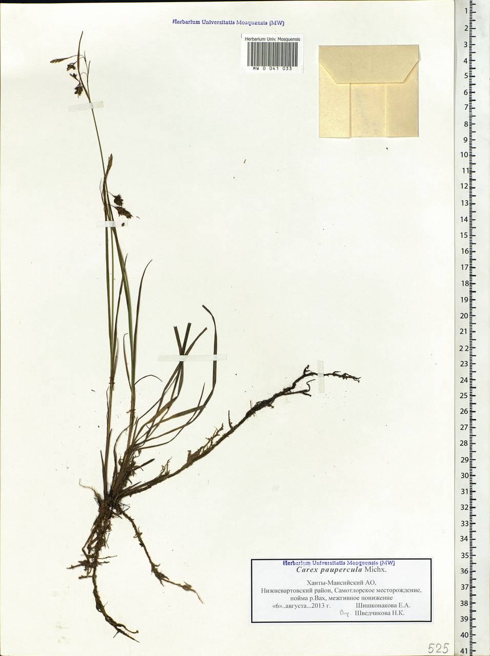 Carex magellanica subsp. irrigua (Wahlenb.) Hiitonen, Siberia, Western Siberia (S1) (Russia)