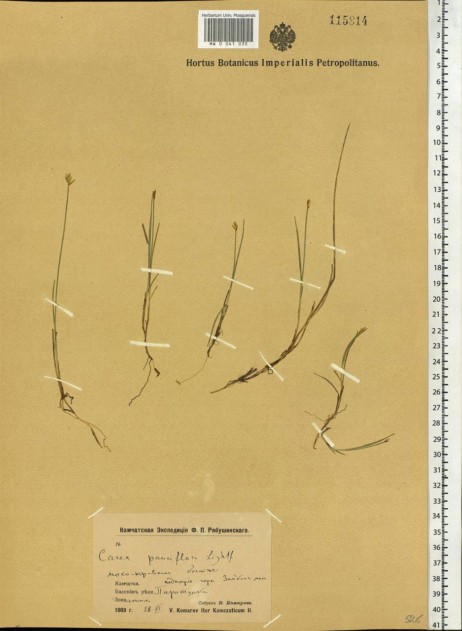 Carex pauciflora Lightf., Siberia, Chukotka & Kamchatka (S7) (Russia)