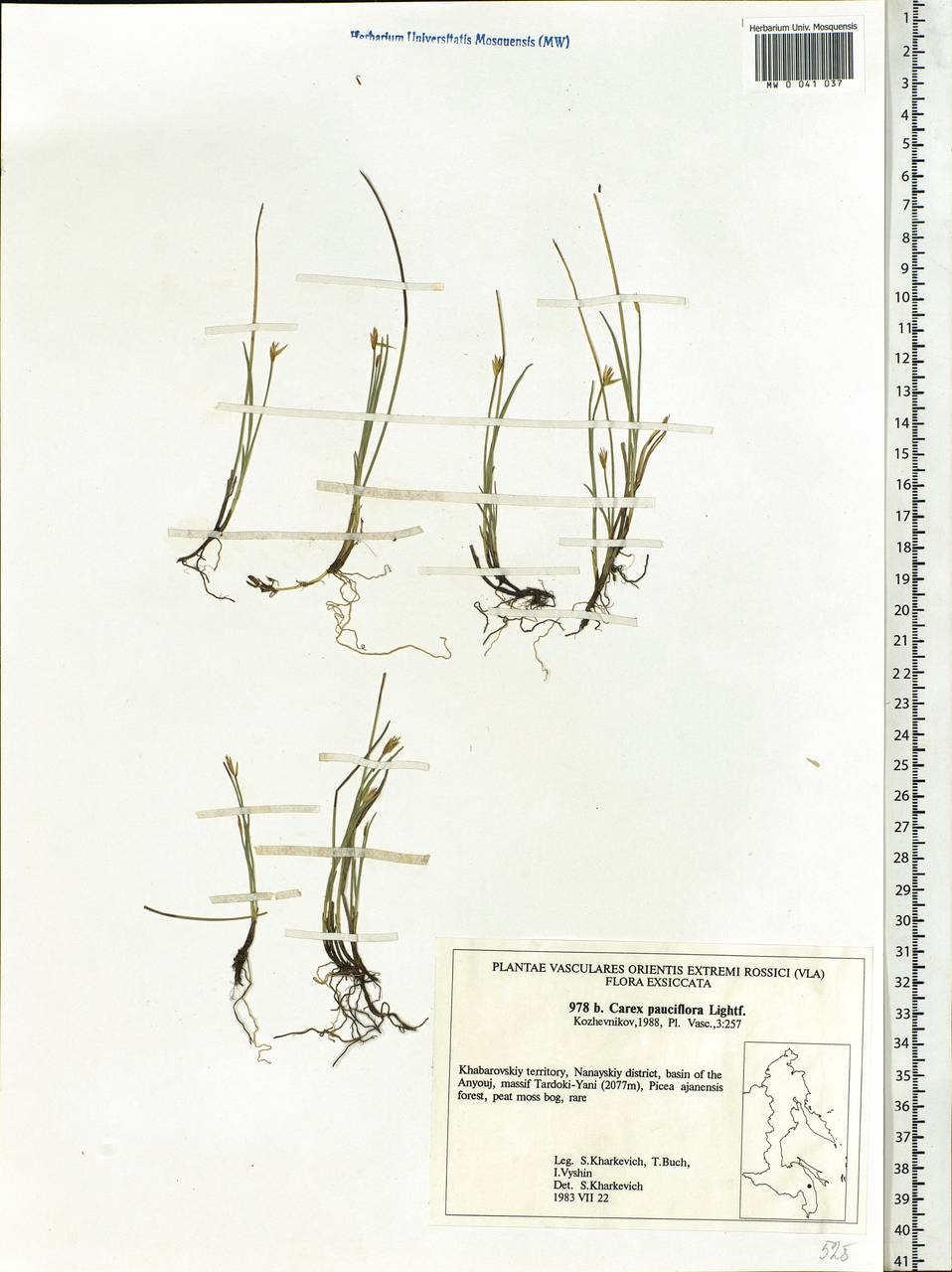 Carex pauciflora Lightf., Siberia, Russian Far East (S6) (Russia)