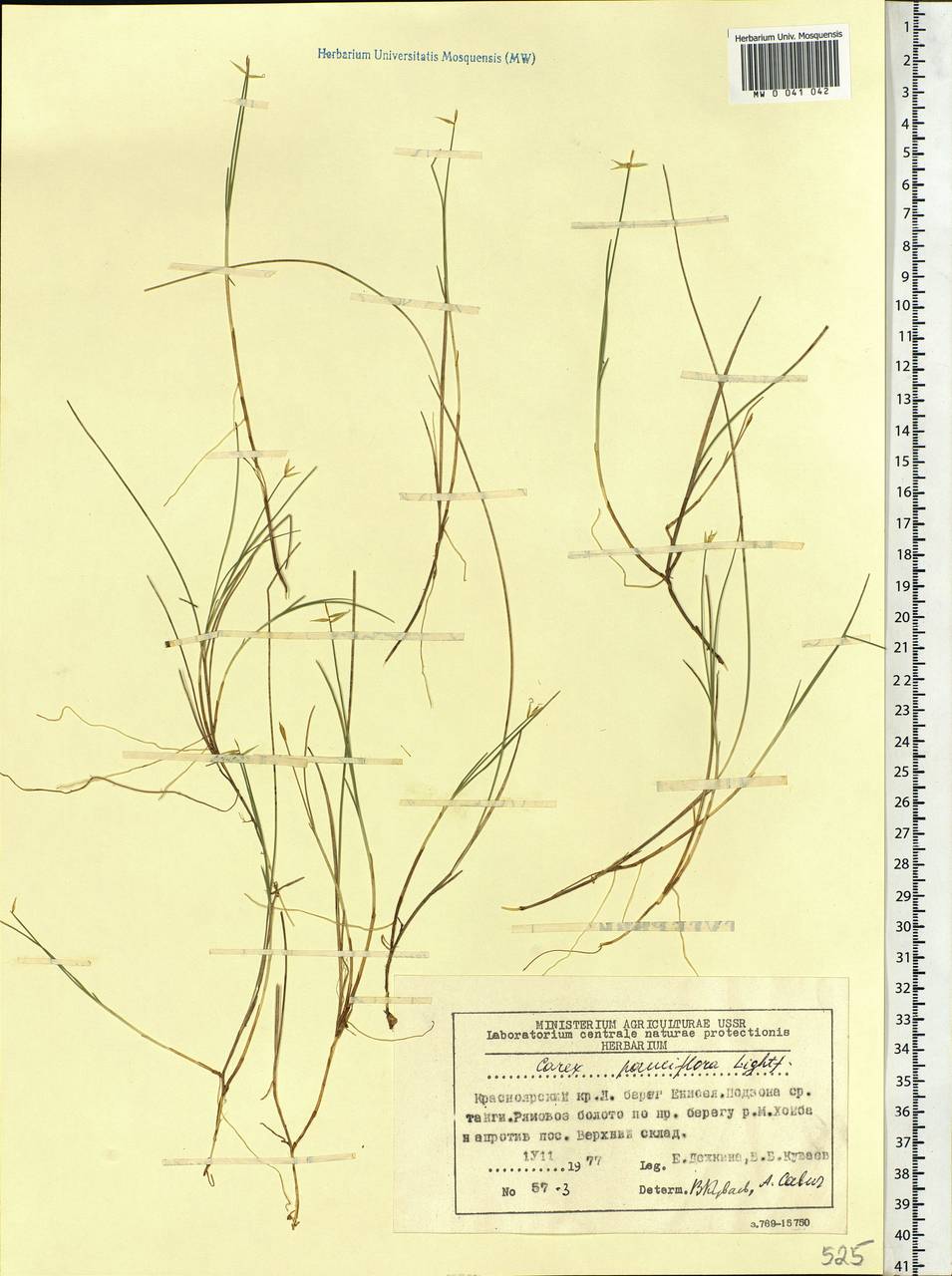 Carex pauciflora Lightf., Siberia, Central Siberia (S3) (Russia)