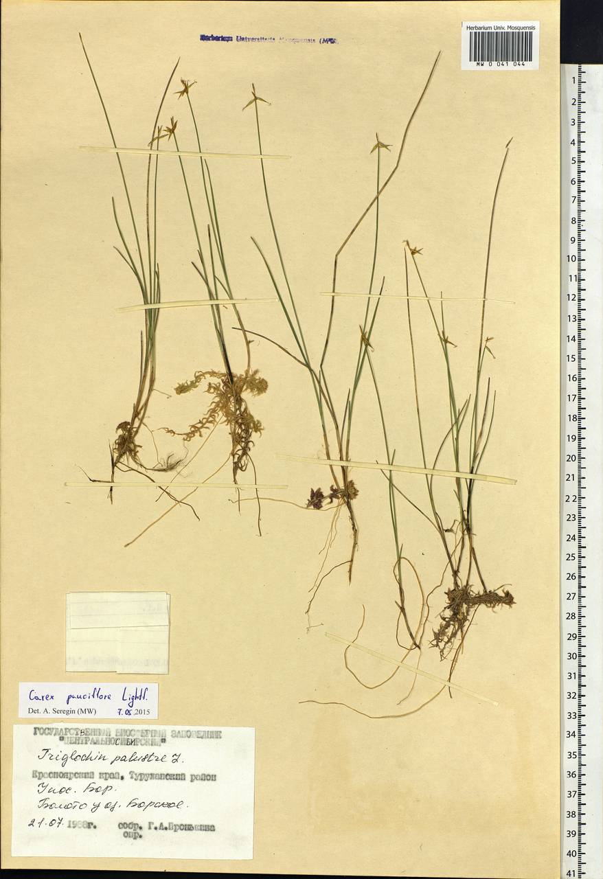 Carex pauciflora Lightf., Siberia, Central Siberia (S3) (Russia)