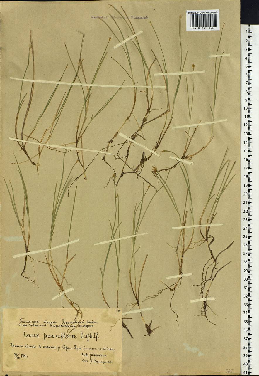 Carex pauciflora Lightf., Siberia, Western Siberia (S1) (Russia)