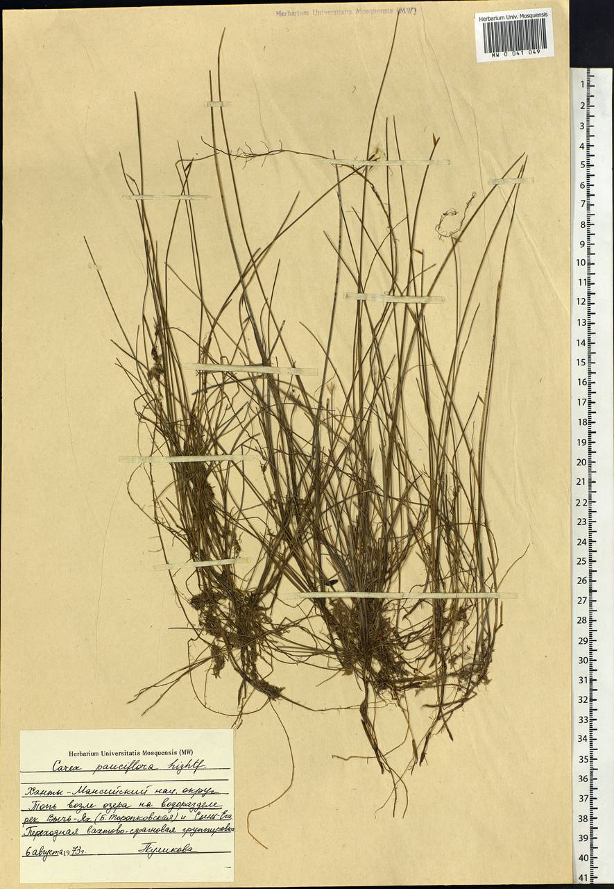 Carex pauciflora Lightf., Siberia, Western Siberia (S1) (Russia)