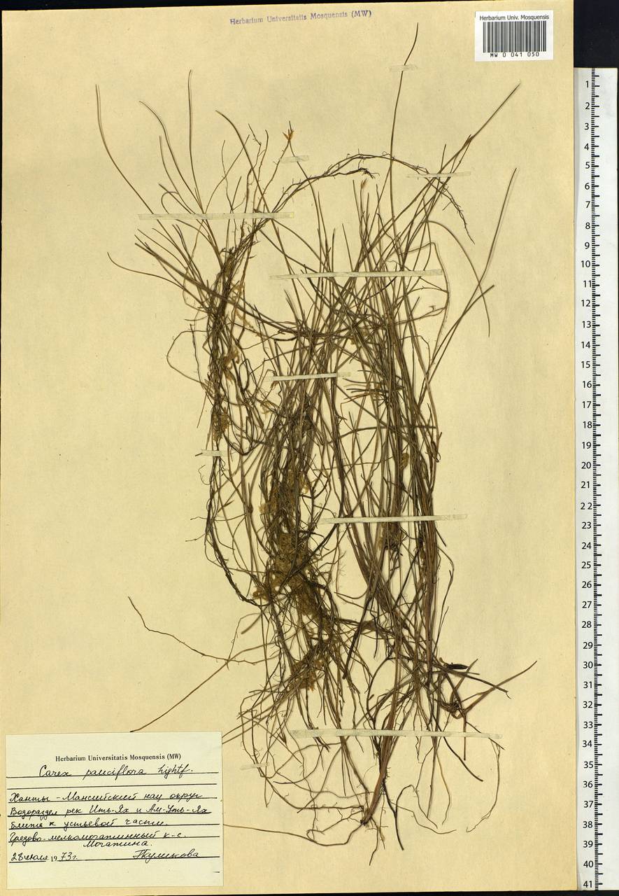 Carex pauciflora Lightf., Siberia, Western Siberia (S1) (Russia)