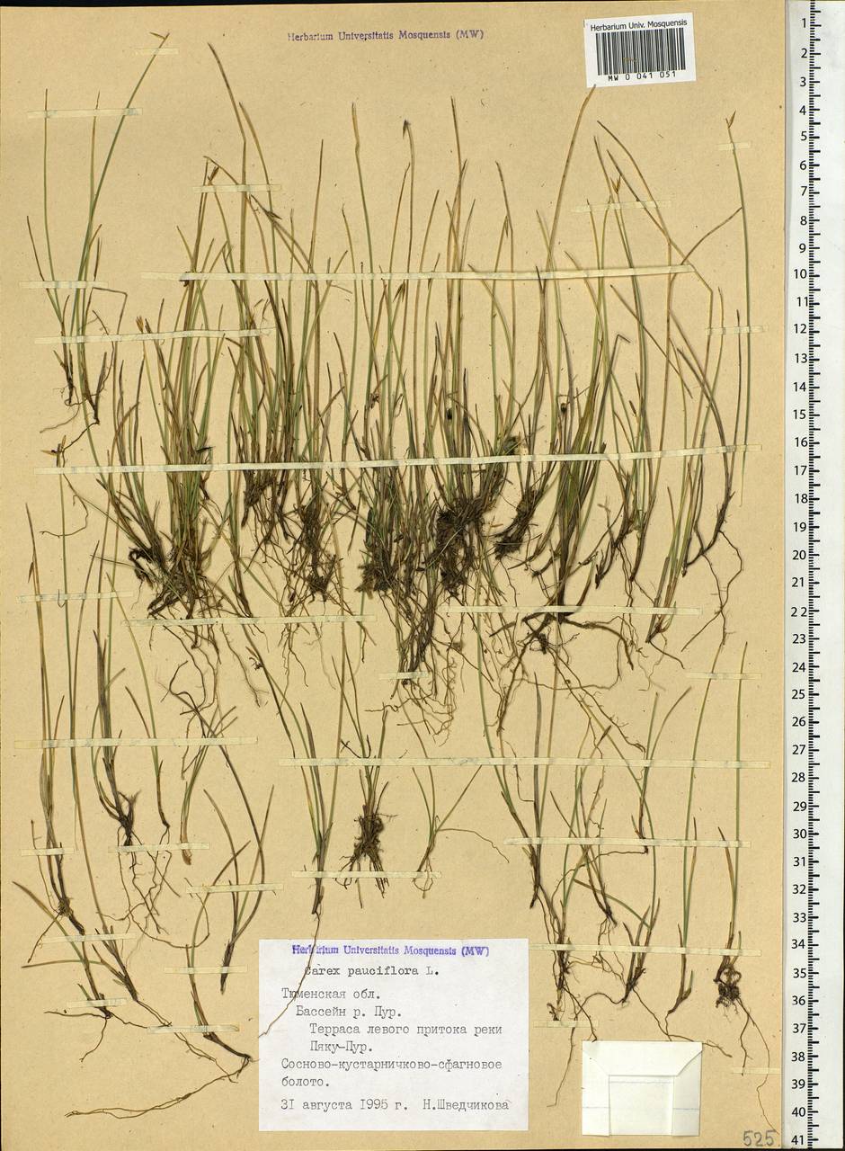 Carex pauciflora Lightf., Siberia, Western Siberia (S1) (Russia)