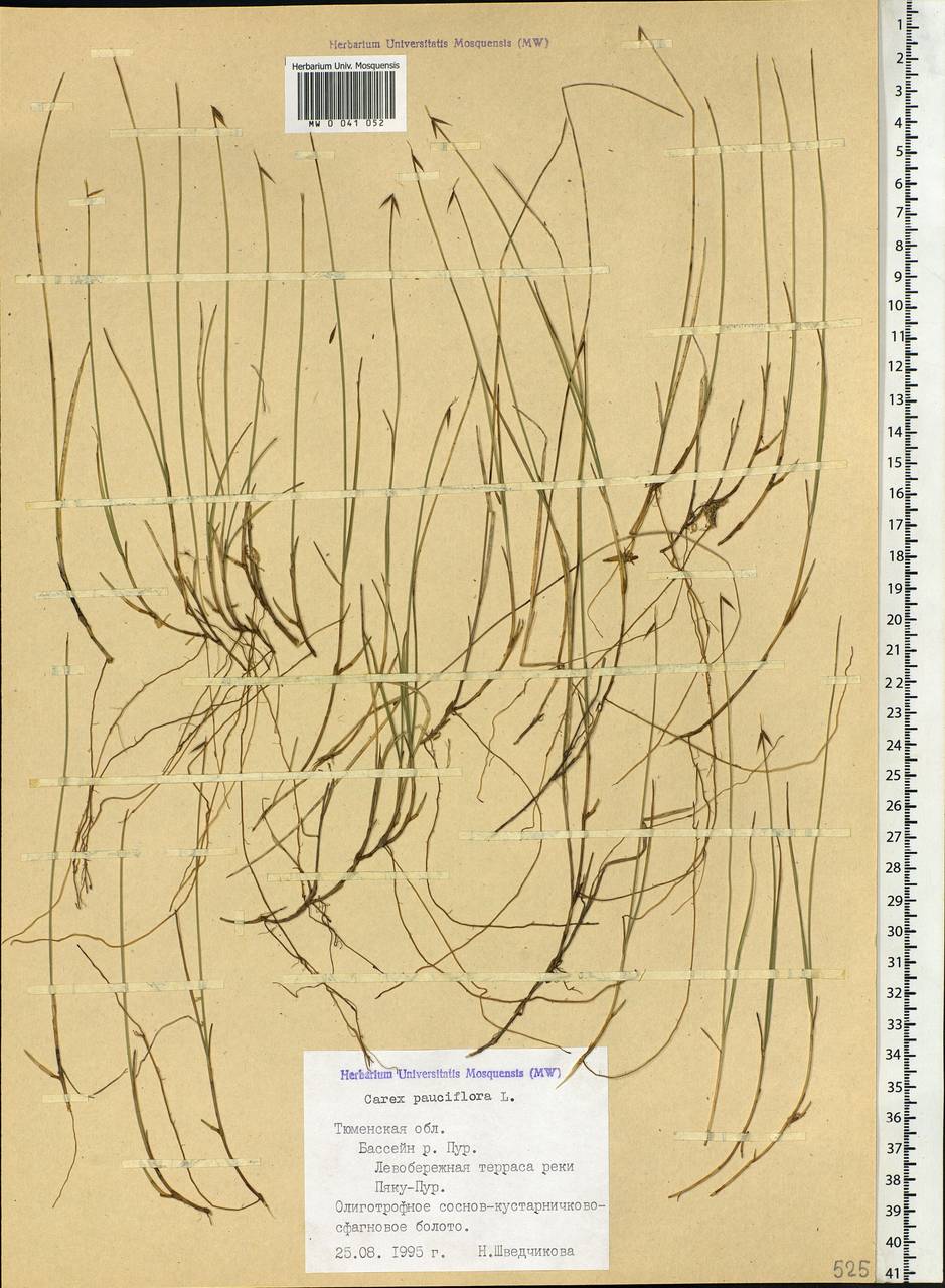 Carex pauciflora Lightf., Siberia, Western Siberia (S1) (Russia)