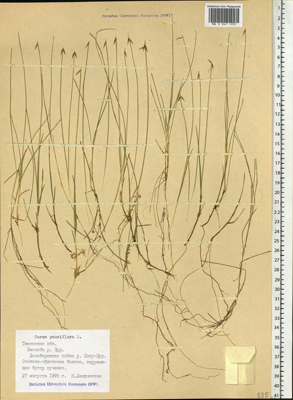 Carex pauciflora Lightf., Siberia, Western Siberia (S1) (Russia)