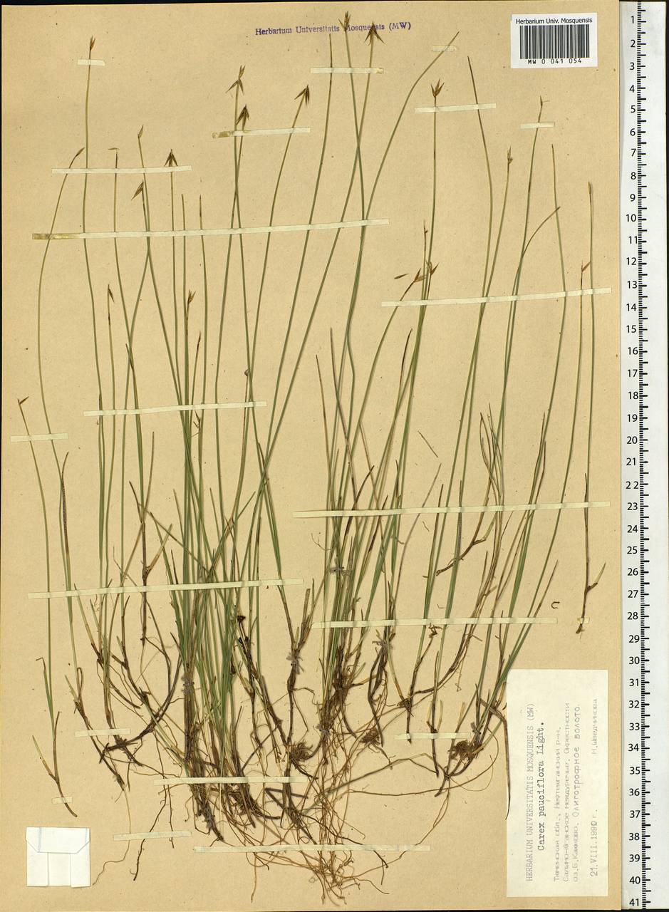 Carex pauciflora Lightf., Siberia, Western Siberia (S1) (Russia)