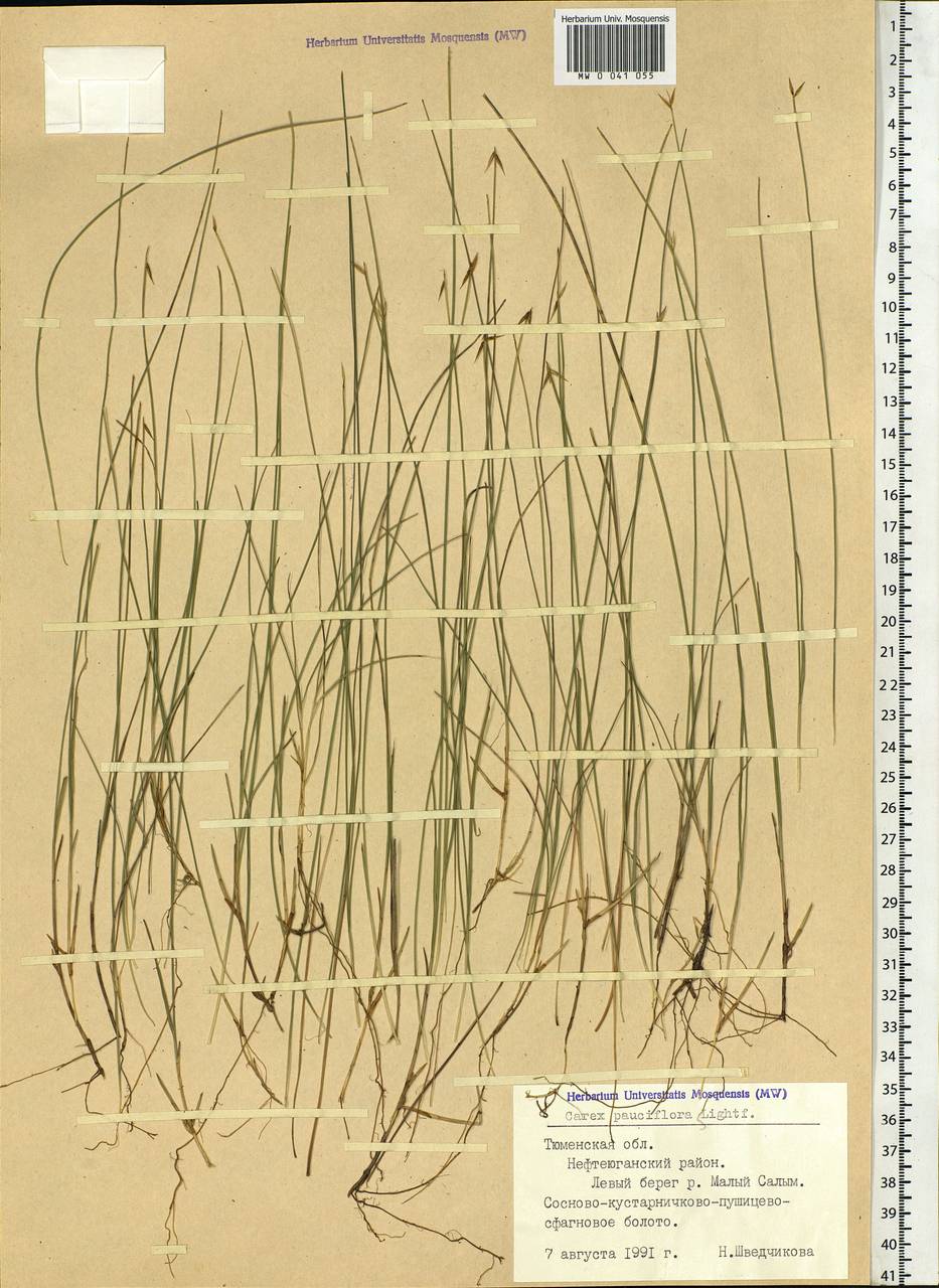 Carex pauciflora Lightf., Siberia, Western Siberia (S1) (Russia)