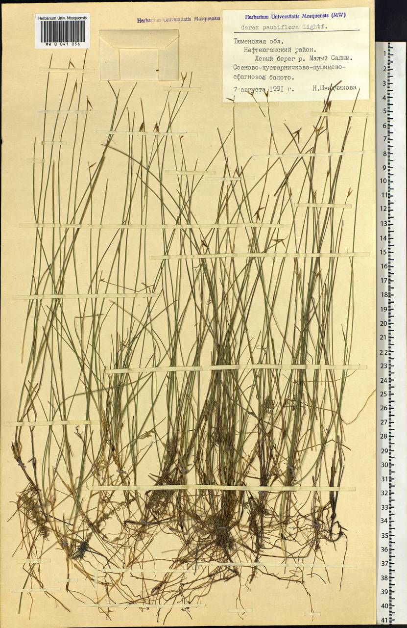 Carex pauciflora Lightf., Siberia, Western Siberia (S1) (Russia)