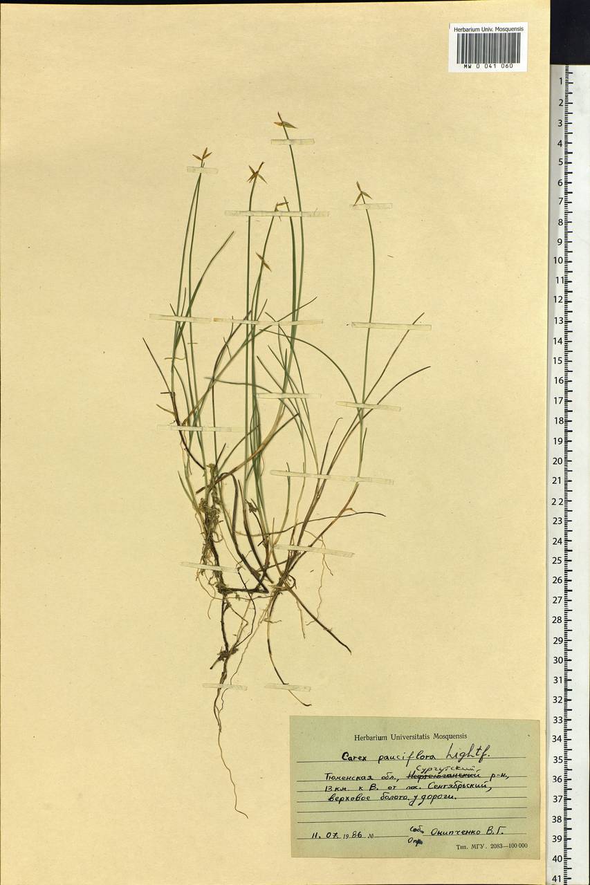 Carex pauciflora Lightf., Siberia, Western Siberia (S1) (Russia)