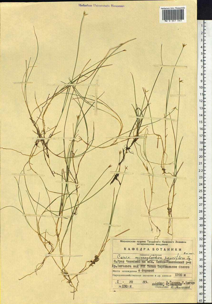 Carex pauciflora Lightf., Eastern Europe, Eastern region (E10) (Russia)