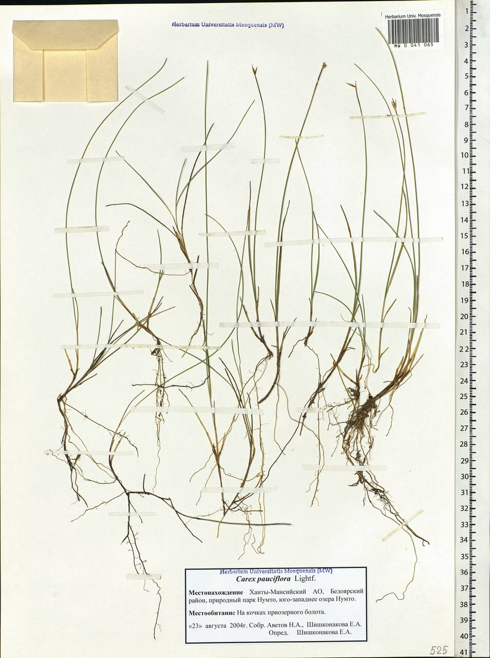 Carex pauciflora Lightf., Siberia, Western Siberia (S1) (Russia)