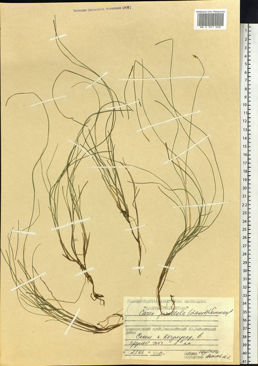 Carex parallela (Laest.) Sommerf., Siberia, Central Siberia (S3) (Russia)