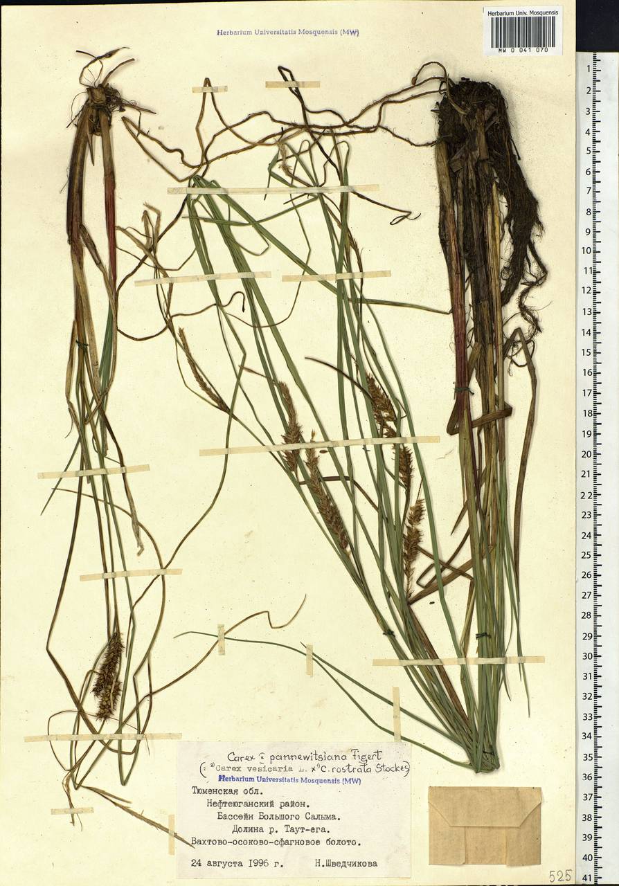 Carex involuta (Bab.) Syme, Siberia, Western Siberia (S1) (Russia)