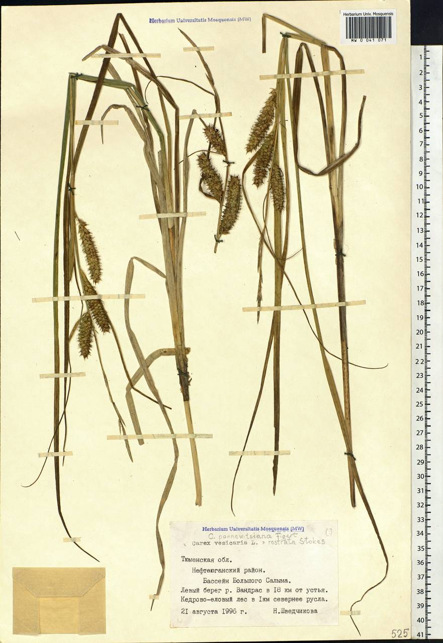 Carex involuta (Bab.) Syme, Siberia, Western Siberia (S1) (Russia)
