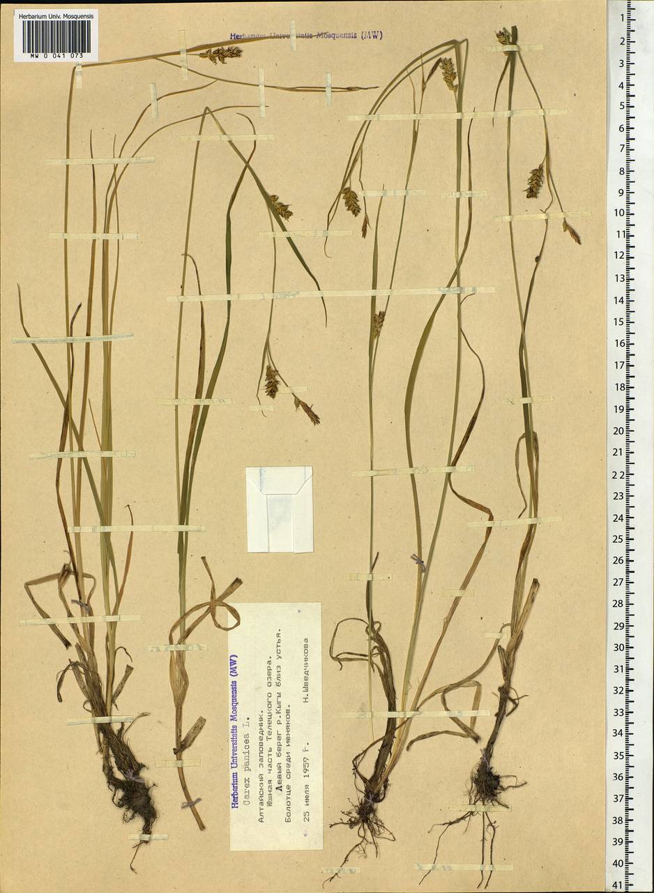 Carex panicea L., Siberia, Altai & Sayany Mountains (S2) (Russia)