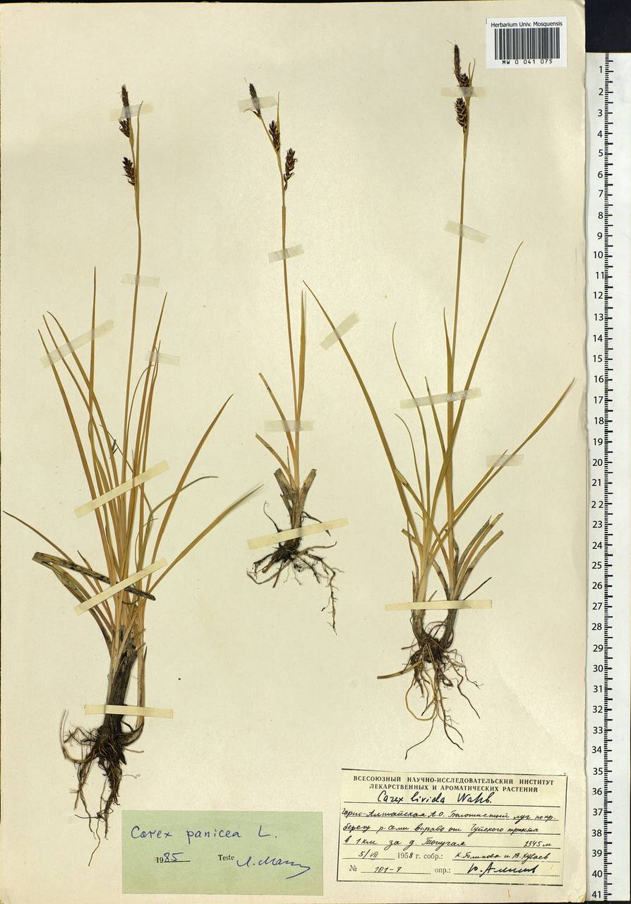 Carex panicea L., Siberia, Altai & Sayany Mountains (S2) (Russia)