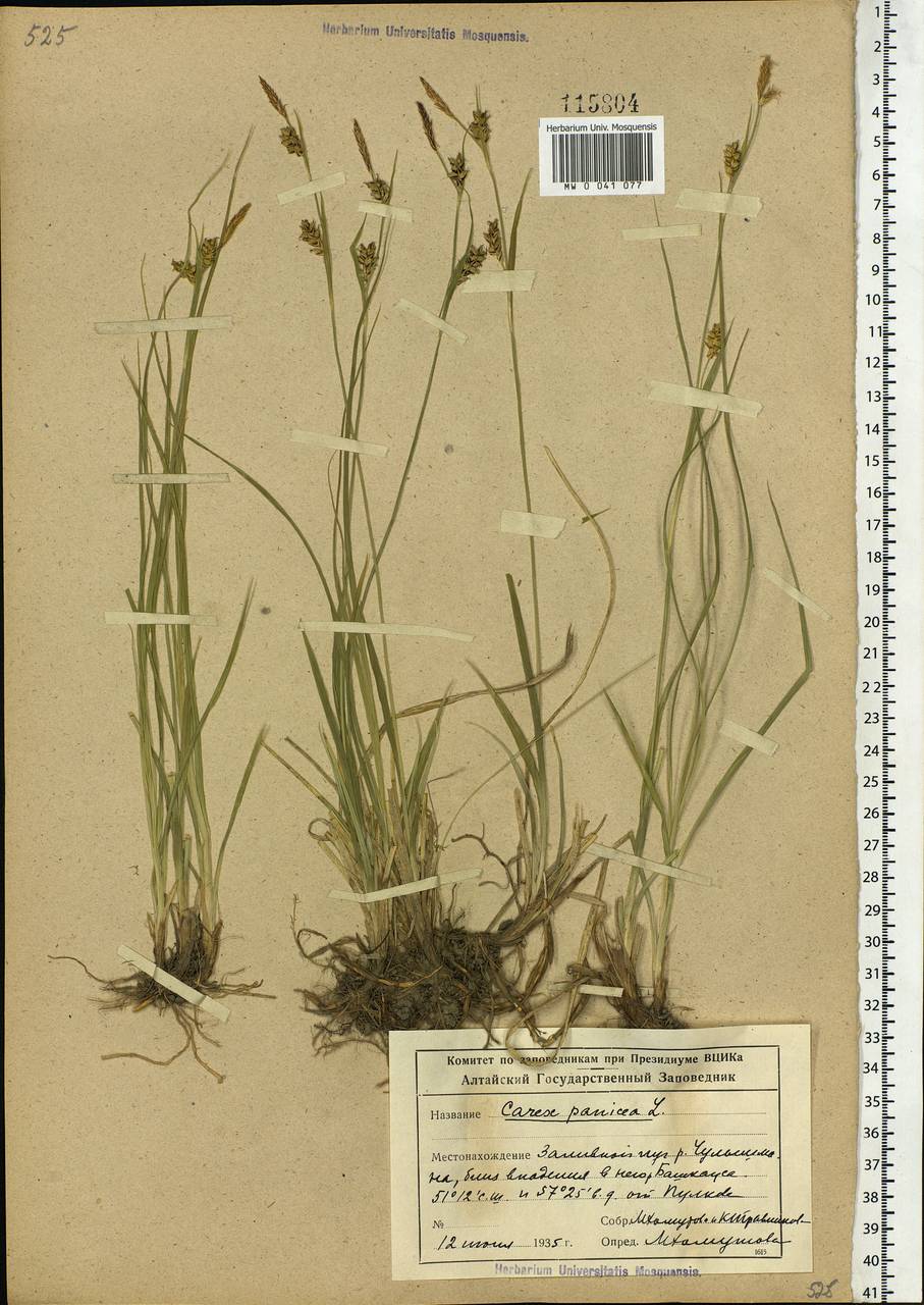 Carex panicea L., Siberia, Altai & Sayany Mountains (S2) (Russia)