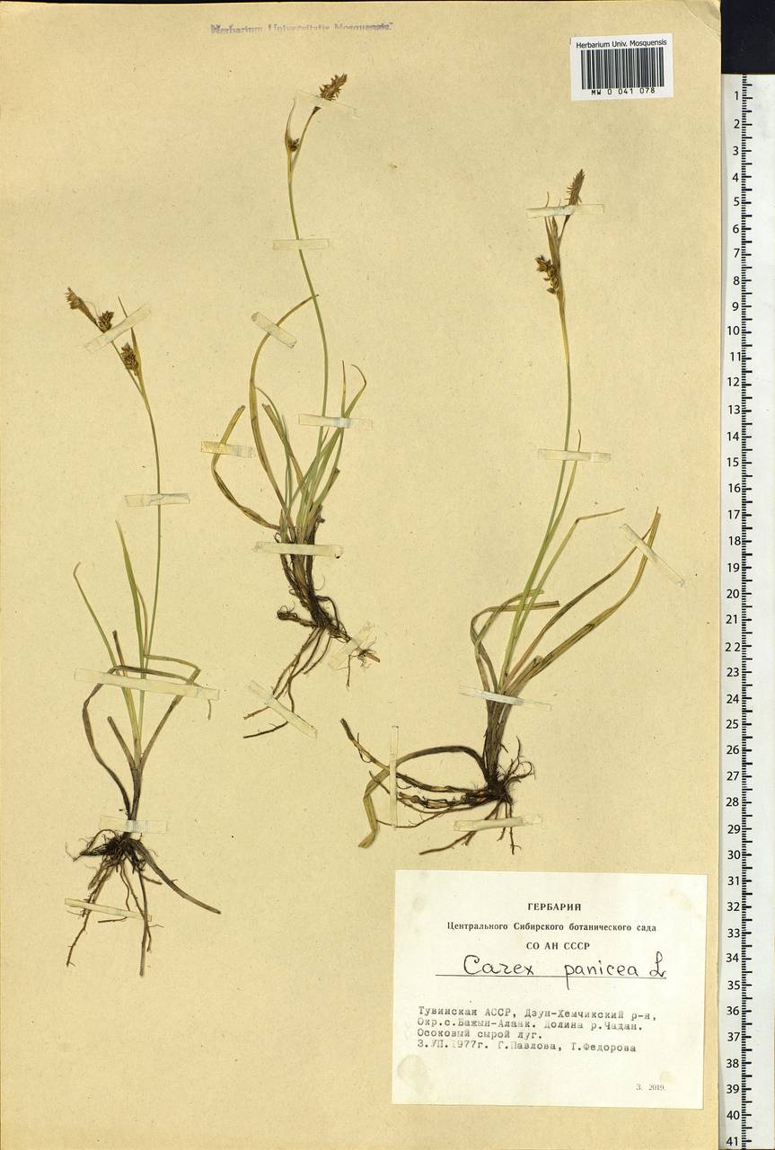 Carex panicea L., Siberia, Altai & Sayany Mountains (S2) (Russia)