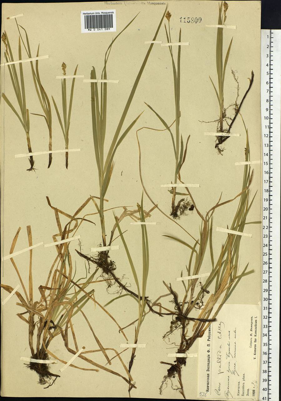 Carex accrescens Ohwi, Siberia, Chukotka & Kamchatka (S7) (Russia)