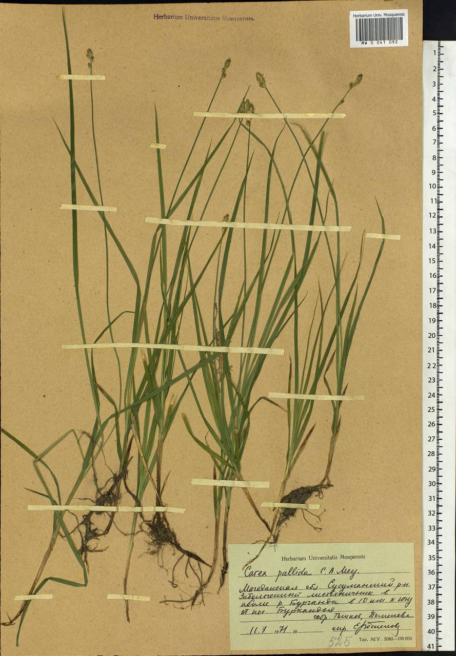 Carex accrescens Ohwi, Siberia, Chukotka & Kamchatka (S7) (Russia)