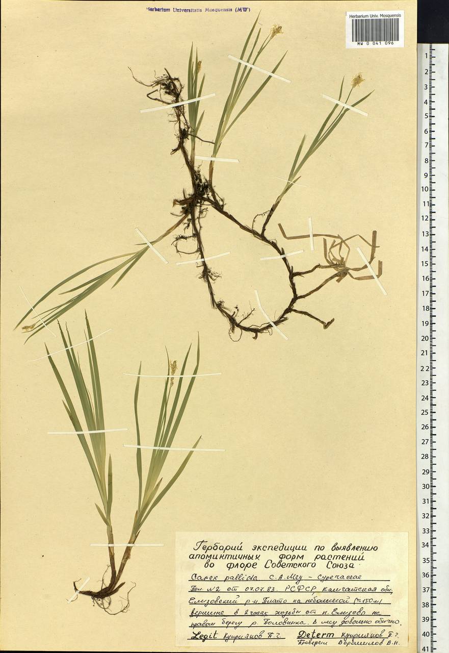 Carex accrescens Ohwi, Siberia, Chukotka & Kamchatka (S7) (Russia)