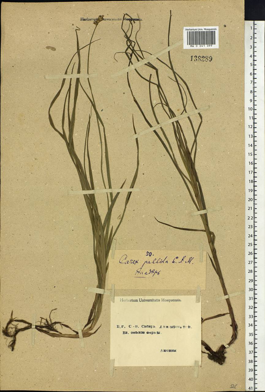 Carex accrescens Ohwi, Siberia, Chukotka & Kamchatka (S7) (Russia)